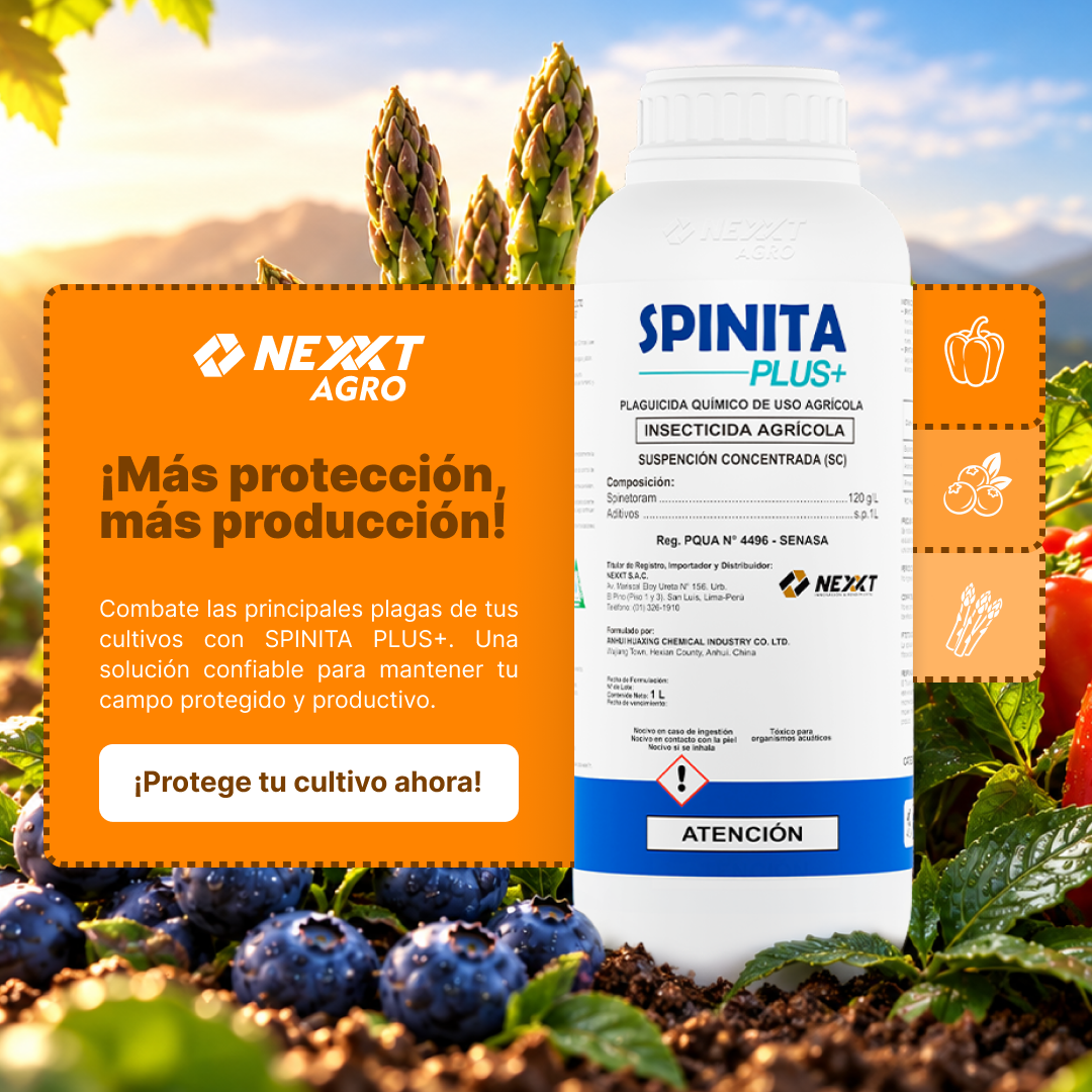 Spinita Plus+ de Nexxt Agro junto a arándanos, espárragos y pimientos. Más protección, más producción