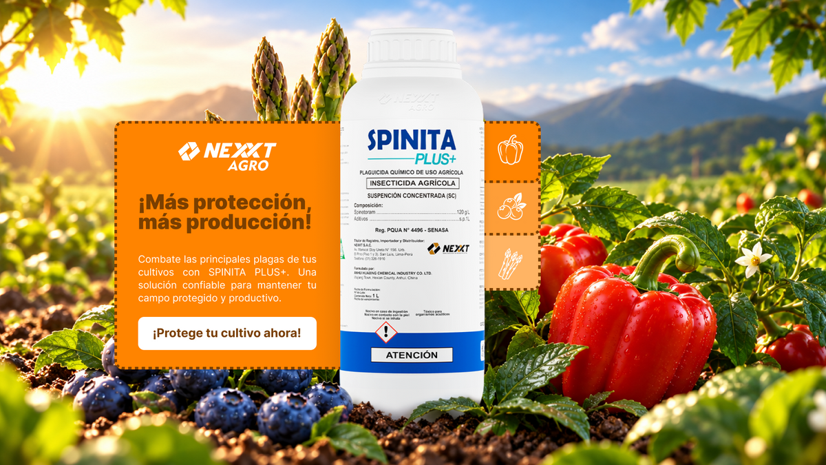 Spinita Plus+ de Nexxt Agro junto a arándanos, espárragos y pimientos. Más protección, más producción